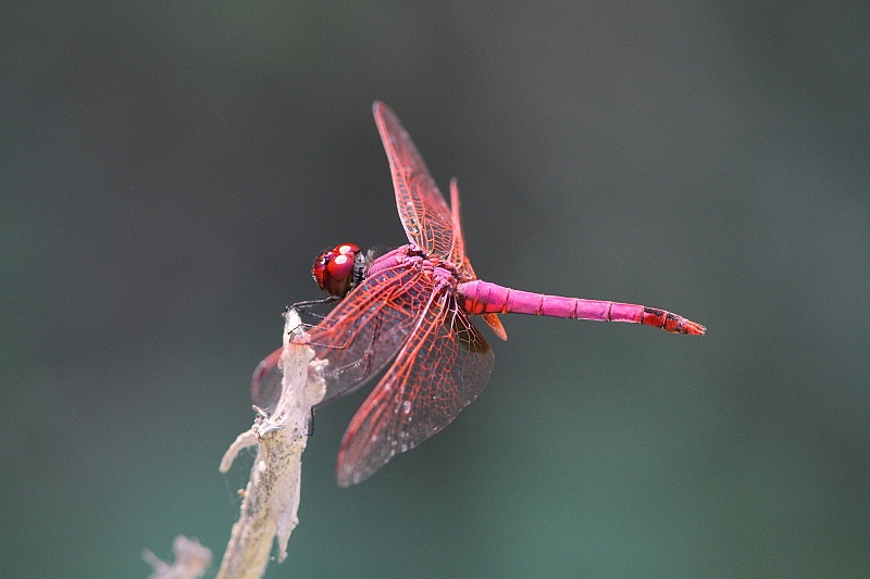 J01_3688 Trithemis annulata.JPG